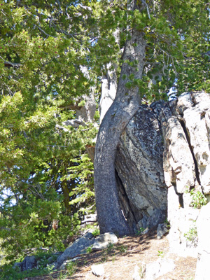 Tree wrapped around rock ledge