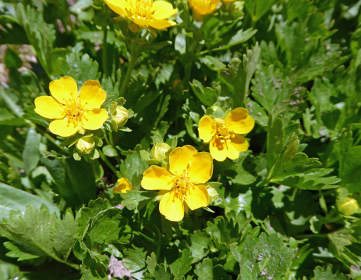 Mountain Meadow Cinquefoil (Potentilla diversifolia)