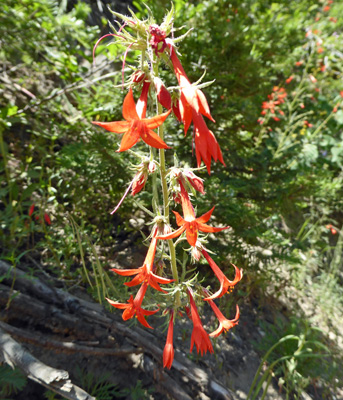 Scarlet Gila (Ipomopsis aggregata)