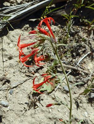 Scarlet Gila (Ipomopsis aggregata)