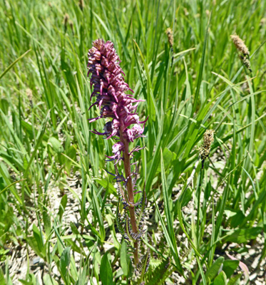 Elephant Head (Pedicularis groenlandica)