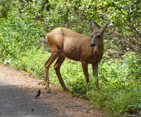 Deer Ponderosa State Park