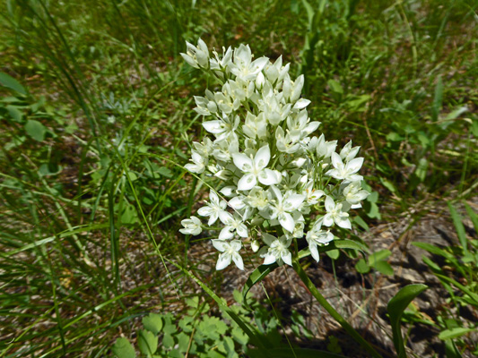 White Gentian (Frasera montana)
