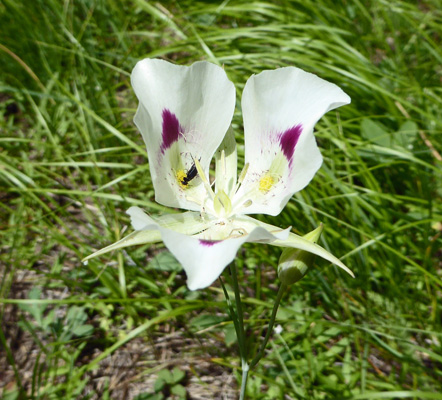 White Mariposa Lilies (Calochortus nuttallii)