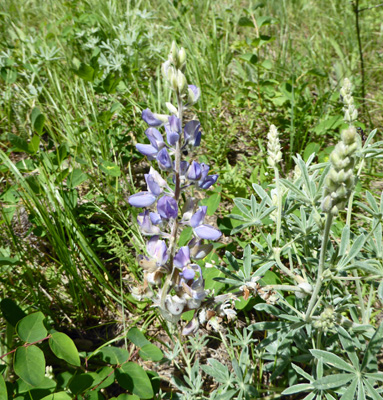 Silky-Lupine (Lupinusvsericeus)