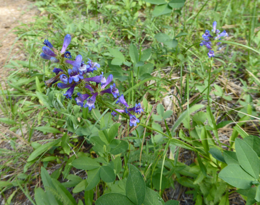 Penstemon