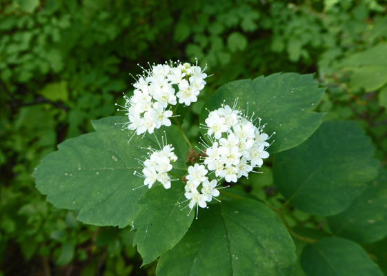 White Spirea (Spiraea betulifolia)