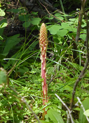 Spotted Coralroot (Corallorhiza maculata)