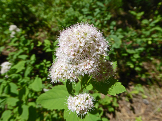 Subalpine Spirea (Spiraea splendens)