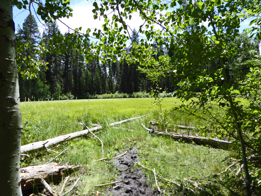 Meadow Marsh Ponderosa State Park