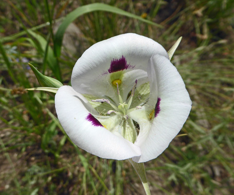 White Mariposa Lily (Calochortus nuttallii)