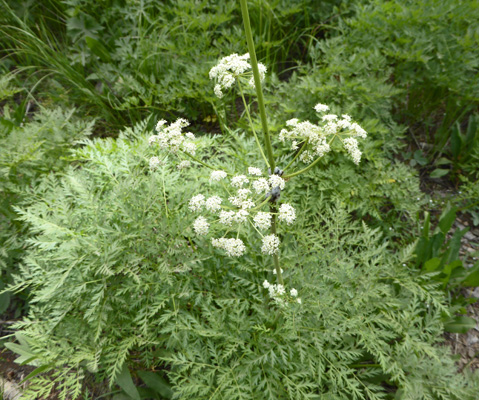 Idaho Licorice-root (Ligusticum tenuifolium)