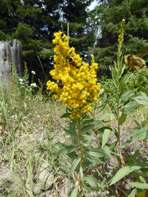 Rocky Mountain Canada Goldenrod (Solidago lepida)