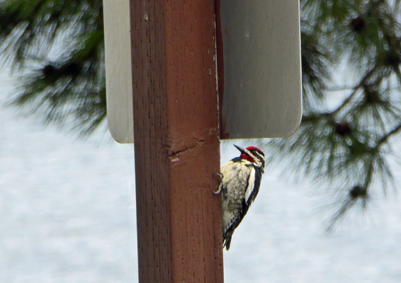 Red-napped Sapsucker