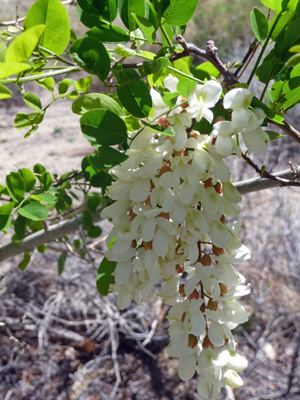 Black Locust flowers