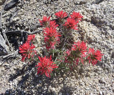 Paintbrush Alabama Hills CA