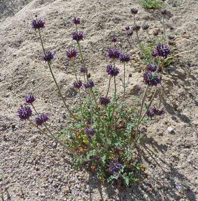 chia flowers (Salvia hispanica)