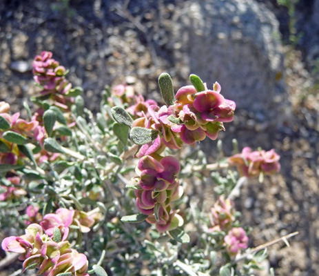 Spiny Hop-sage (Grayia spinosa)