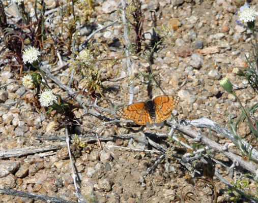 Butterfly Alabama Hills CA