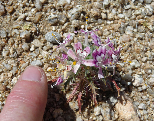 Desert Calico (Loeseliastrum matthewsii)