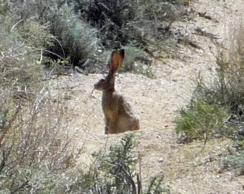 Jack Rabbit Alabama Hills CA