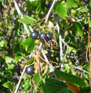 Black Currants (Ribes hudsonianum)