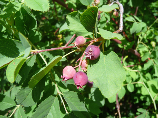 black hawthorn berries