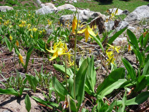 Glacier lily (Erythronium grandiflorum)
