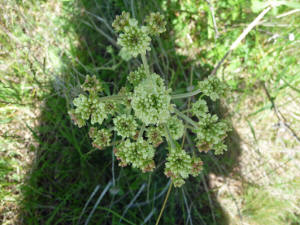 Parsnip-flowered Wild Buckwheat (Eriogonum heracleoides)