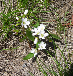Lanceleaf Springbeauty (Clatonia lancelolata)