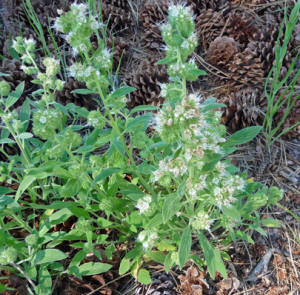 Variable-leaf Scorpion weed (Phacelia heterophylla)