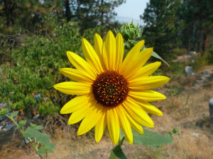 sunflowers (Helianthus annuus)