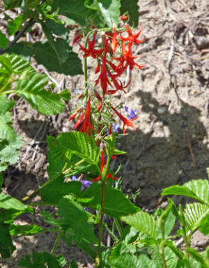 Scarlet Gilia (Ipomopsis aggregata)
