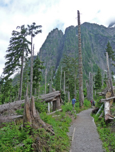 Trail through snapped off trees at Big 4 Ice Caves Trail