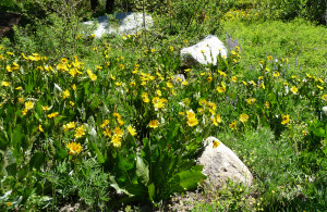 Arrowleaf balsamroot 