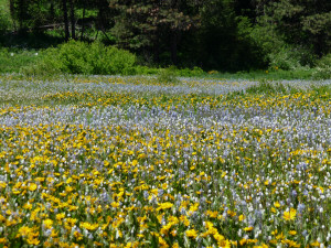 Swaths of Camas at Camas Meadows