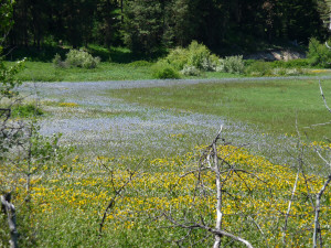 Camas and Arrowleaf Balsamroot by the acre