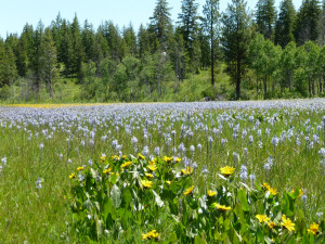 Camas Meadows