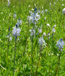 Camassia quamash