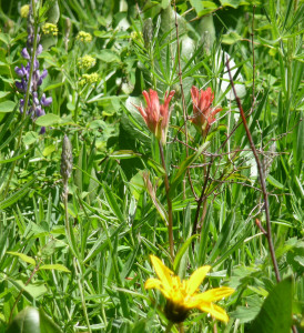 Indian Paintbrush