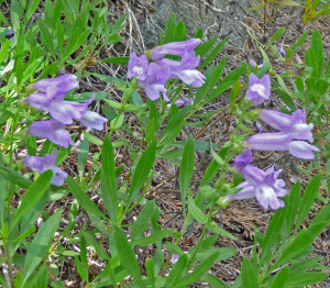 Chelan Penstemon (penstemon pruinosus)