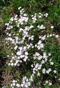 Showy phlox (Phlox speciosa)