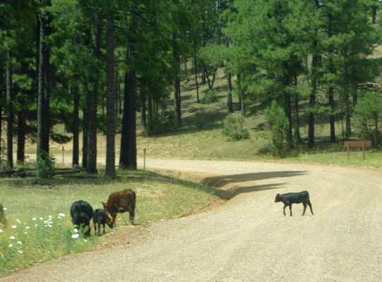 Cows on the road