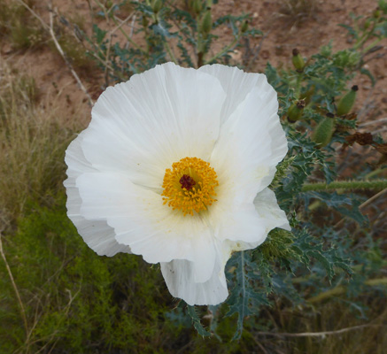 Prickly Poppy (Argemone spp)