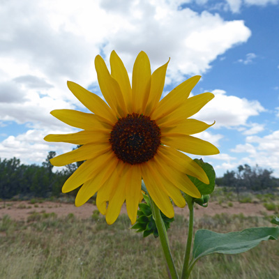 Prairie Sunflower (Helianthus petiolaris)