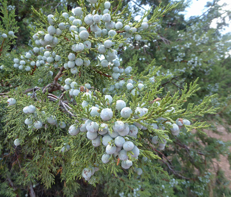 Juniper Berries