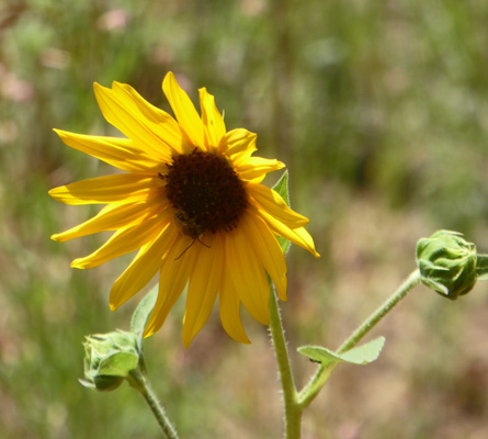 Prairie Sunflowers (Helianthus petiolaris)