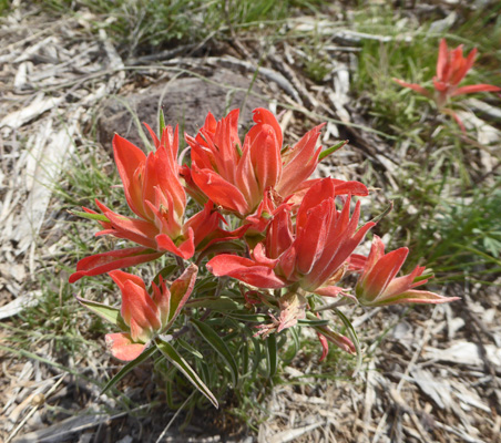 Foothill Paintbrush (Castilleja integra)