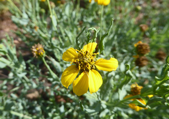 Cowpen Daisies (Verbesina encelioides)