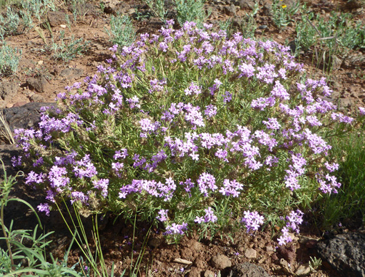 Dakota Mock-vervain (Glandularia bipinnatifida)